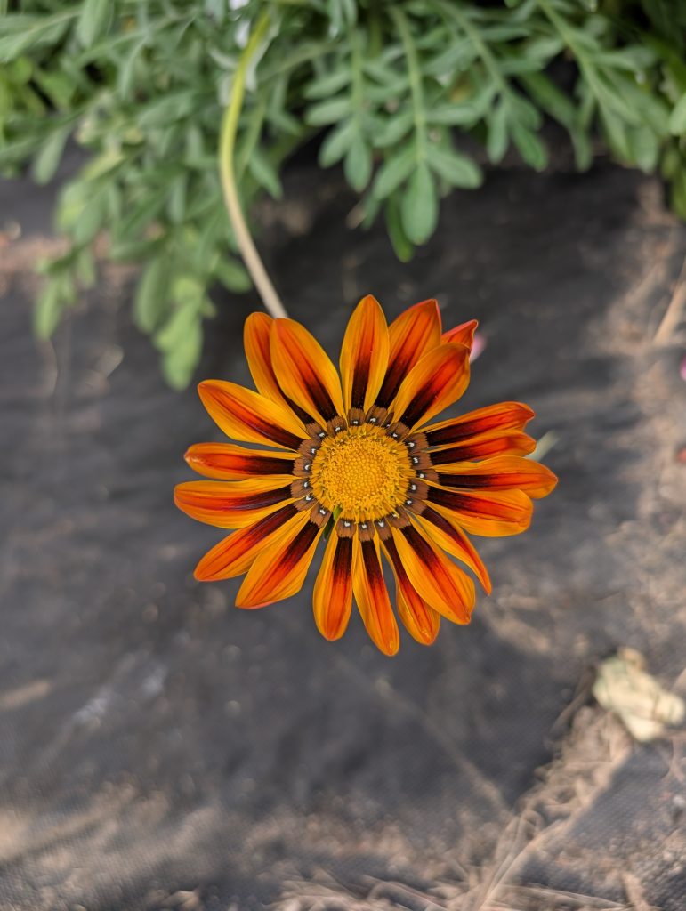 Gazania Cut Flower – Bold, Sun-Loving Blooms for Bouquets & Summer Arrangements
