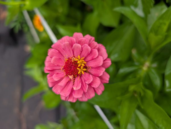Zinnia 'Lilliput' – Button-Style Mini Zinnias for Cut Flower Bouquets & Colorful Arrangements - Image 2